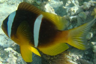 Amphiprion bicinctus - Rotmeer-Anemonenfisch